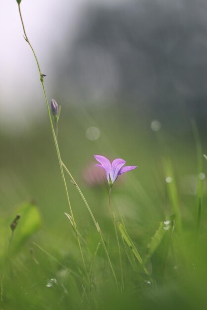 Blume lila Glocke auf der Natur