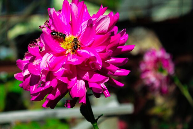 Blume mit einer Biene, die Nektar sammelt
