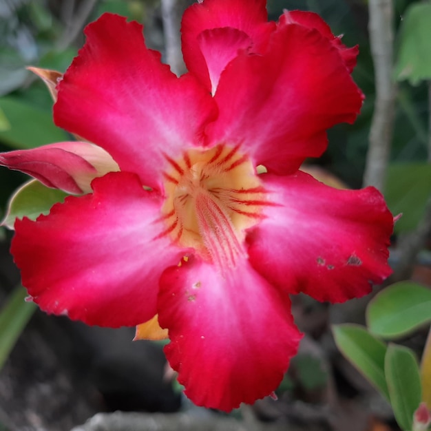 Blume mit grünen Blättern