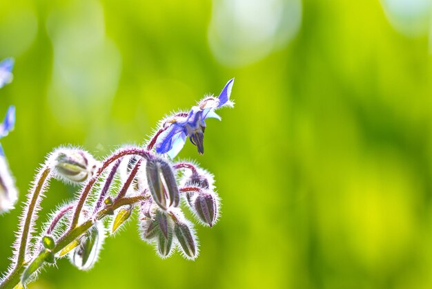 Foto blume mit hintergrundbeleuchtung