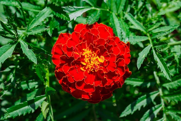 Blume mit roter Knospe mit gewellten Blütenblättern auf dem Hintergrund grüner Blätter, selektiver Fokus