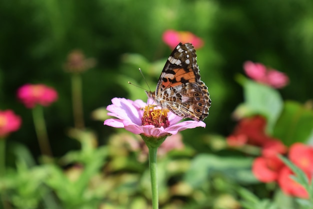 Blume mit Schmetterling