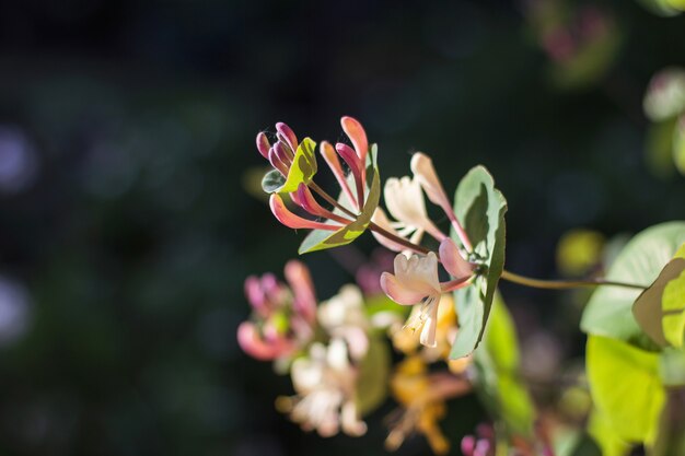 Blume nah oben in unscharfem Pflanzenhintergrund