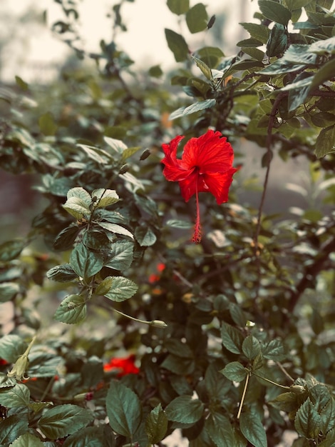 blume natur rot künstlerisch grün blatt