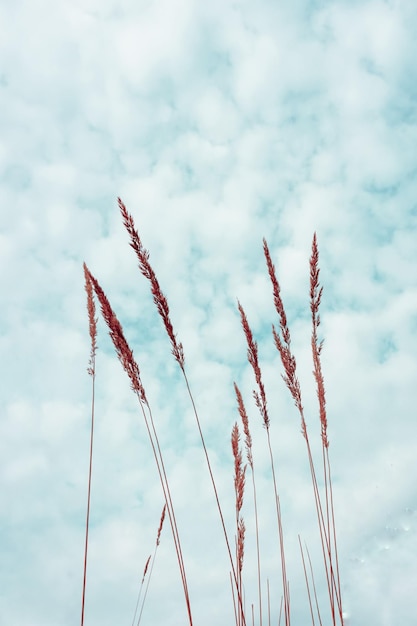 Blume Pflanze Silhouette und blauer Himmelshintergrund