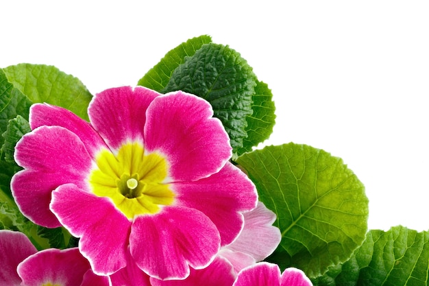 Blume Primula vulgaris mit blühenden Knospen isoliert auf weißem Hintergrund.