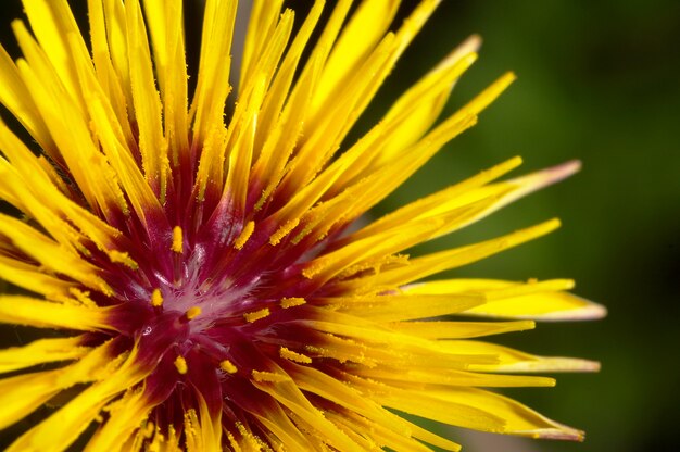 Blume (Reichardia gaditana)