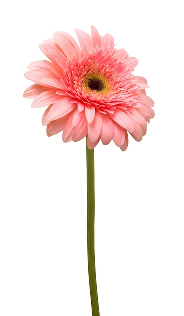 Blume rosa Gerbera isoliert auf weißem Hintergrund