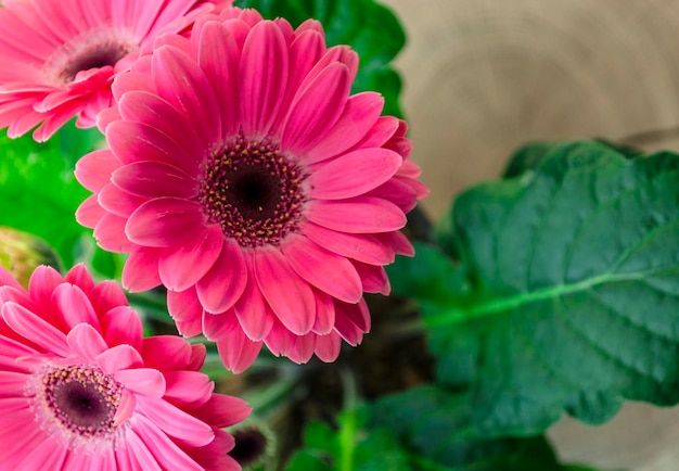 Blume rosa Gerbera