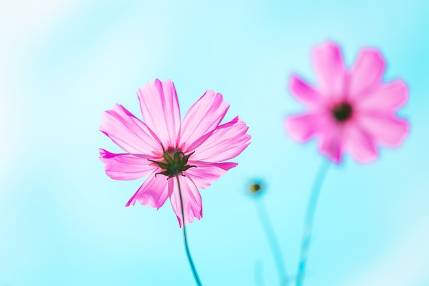 Blume. Rosa Kosmos am blauen Himmel