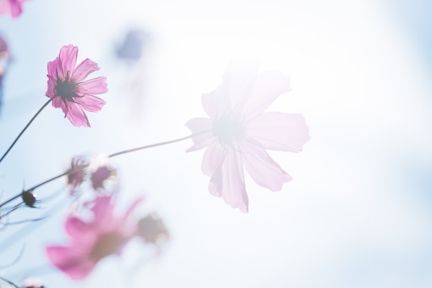 Blume. Rosa Kosmos am blauen Himmel