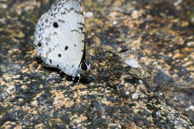 Blume Schönheit Makro Natur schönen Schmetterling