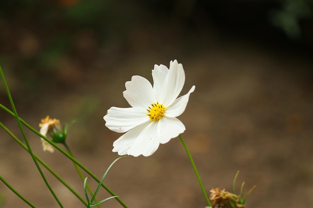 Foto blume schönheit