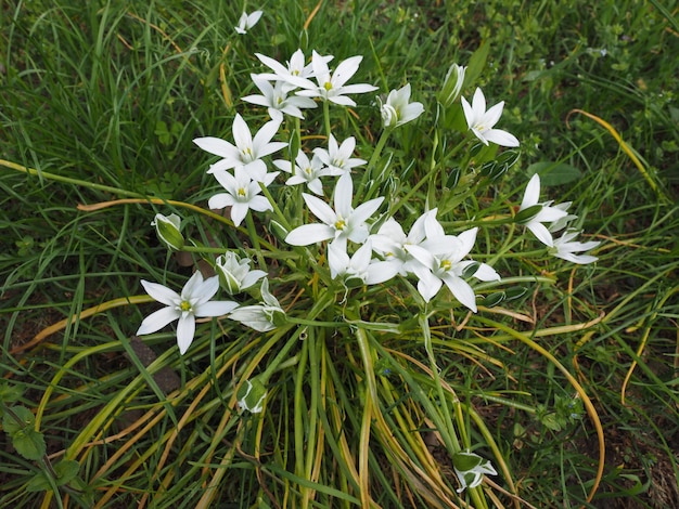 Blume Stern von Bethlehem