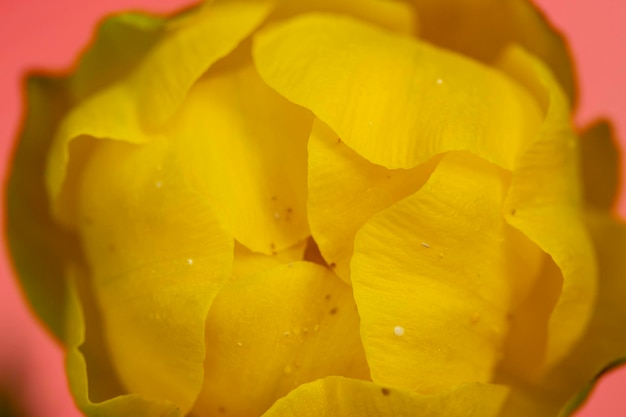 Blume Trollius europaeus, auf einem sanften Korallenhintergrund. Makro. Nahansicht.