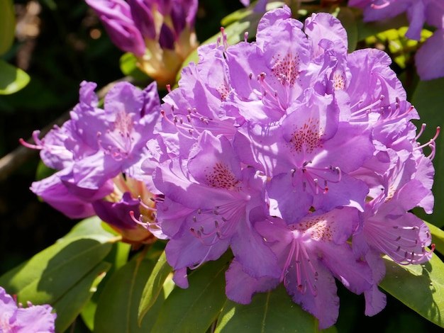 Blume über unscharfem natürlichen Hintergrund Schönheit in der Natur