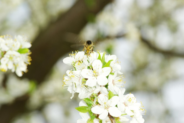 Blume und Biene