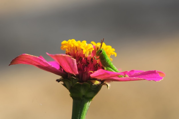 Blume und Heuschrecke im Garten