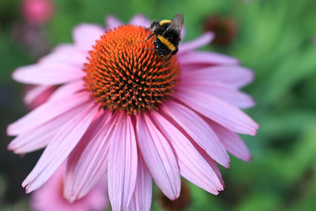 Foto blume und hummel östliche lila kegelblume oder igelkegelblume echinacea purpurea blüht im park auf grünem hintergrund lila blütenkopf und insekt makro selektiver fokus