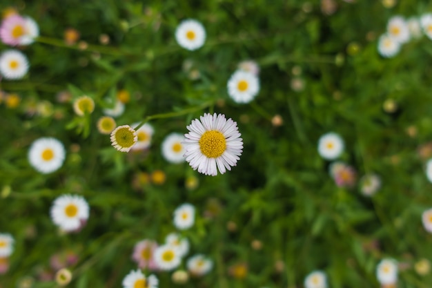 Blume und Natur Konzept