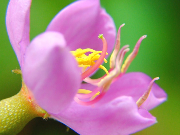 Blume und schöne Blütenblätter