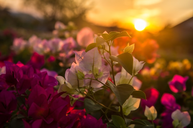 Blume und Sonnenuntergang