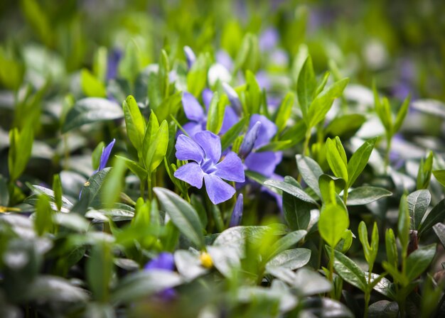 Blume vinca minor