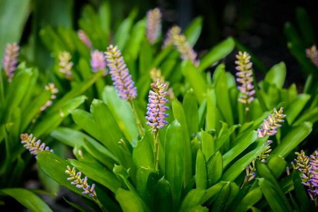 Blume von Aechmea Gamosepala, Bromelie im Garten