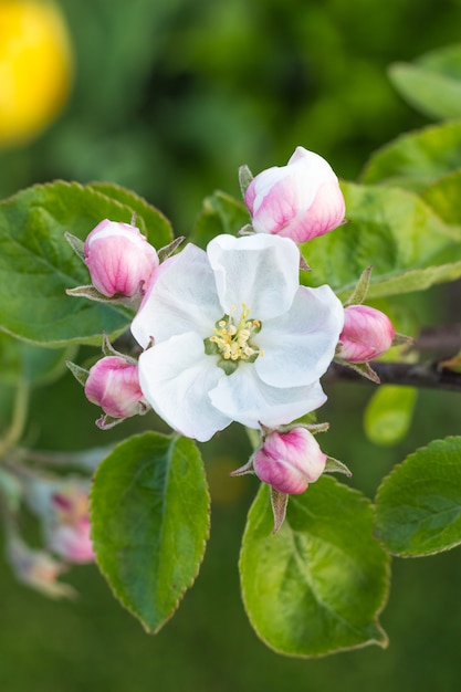 Foto blume von apfelbäumen blühte