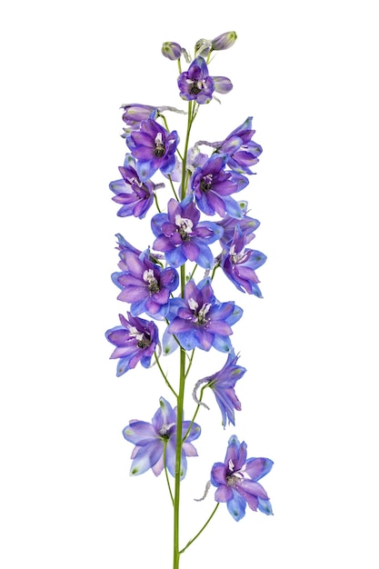 Blume von Delphinium Larkspur isoliert auf weißem Hintergrund