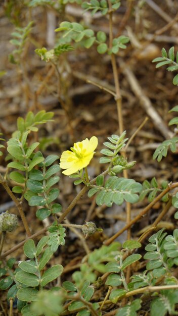 Blume von Tribulus cistoides Kingston Buttercup Burnut Große gelbe Kaltroppe Pagode Kill Bukra