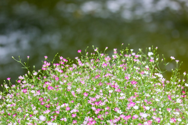 Blume vor dem Flusshintergrund.