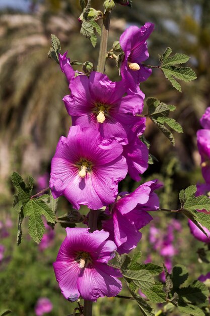 Blume wächst in Berggebieten