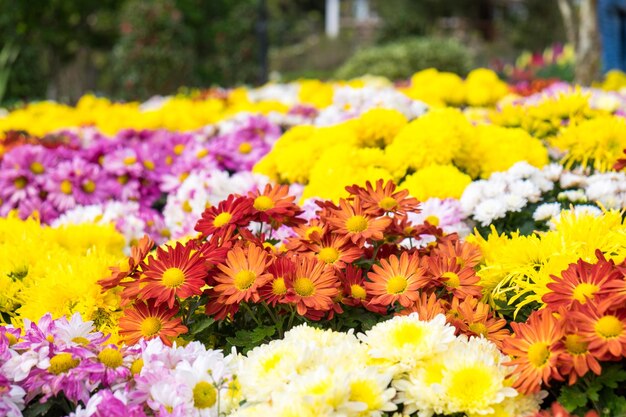 Blume Zinnie blüht rot orange gelb