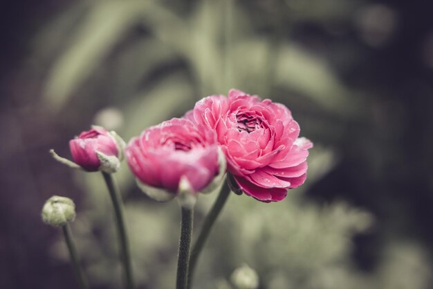 Foto blume