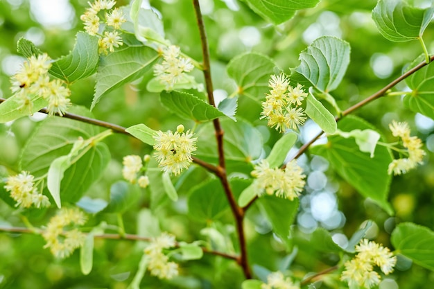 Blumen an den Zweigen einer blühenden Linde