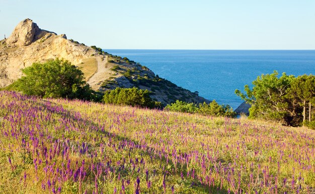 Blumen an der Küste des Reservats "Novyj Svit" (Krim, Ukraine, "Capchik Cape" an der Oberfläche)