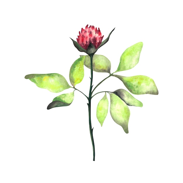 Blumen Aquarell-Blumenset mit Frühlingsblumen Aquarell isolierte Illustration