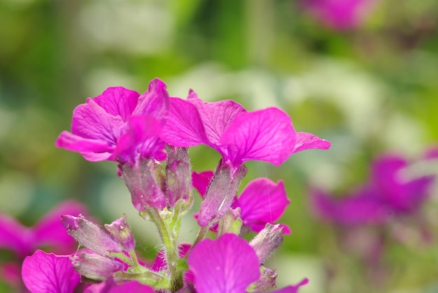 Blumen auf dem Feld