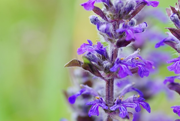 Blumen auf dem Feld