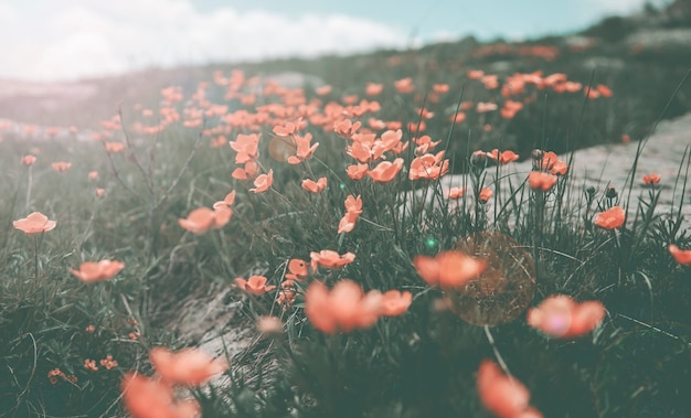 Blumen auf dem Feld