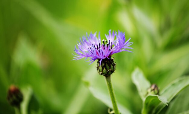 Blumen auf dem Garten