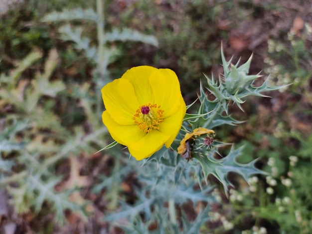 Foto blumen auf den grünen wiesen