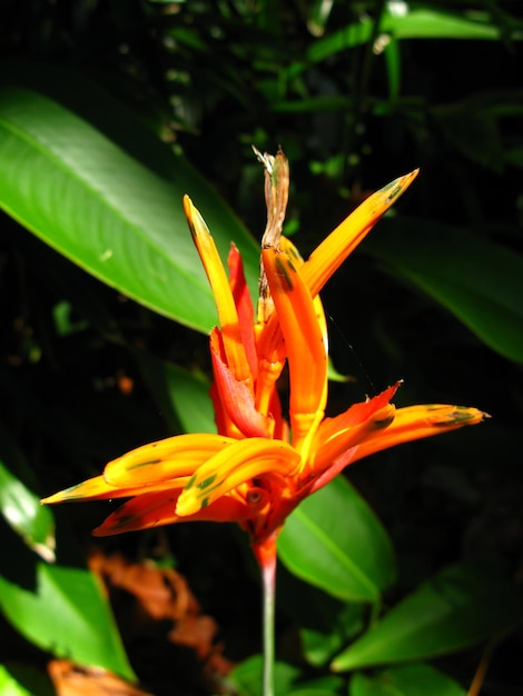 Blumen auf der Insel Langkavi Malaysia