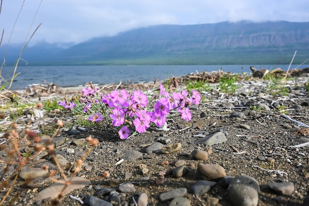 Blumen auf der Putorana-Hochebene