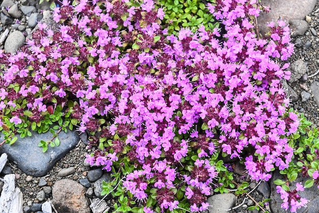 Blumen auf der Putorana-Hochebene