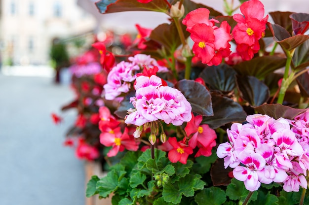 Blumen auf der Terrasse im Restaurant