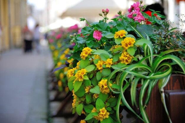 Blumen auf der Terrasse im Restaurant