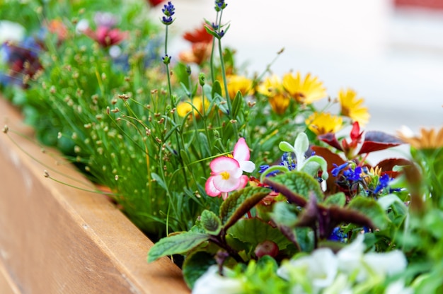 Blumen auf der Terrasse im Restaurant