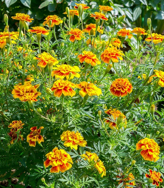 Blumen auf der Wiese im Sommer